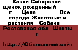 Хаски Сибирский (щенок рожденный 20.03.2017г.) › Цена ­ 25 000 - Все города Животные и растения » Собаки   . Ростовская обл.,Шахты г.